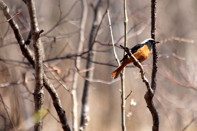 法媒：本泽马并未与吉达联合续约，也没收到俱乐部的续约提案